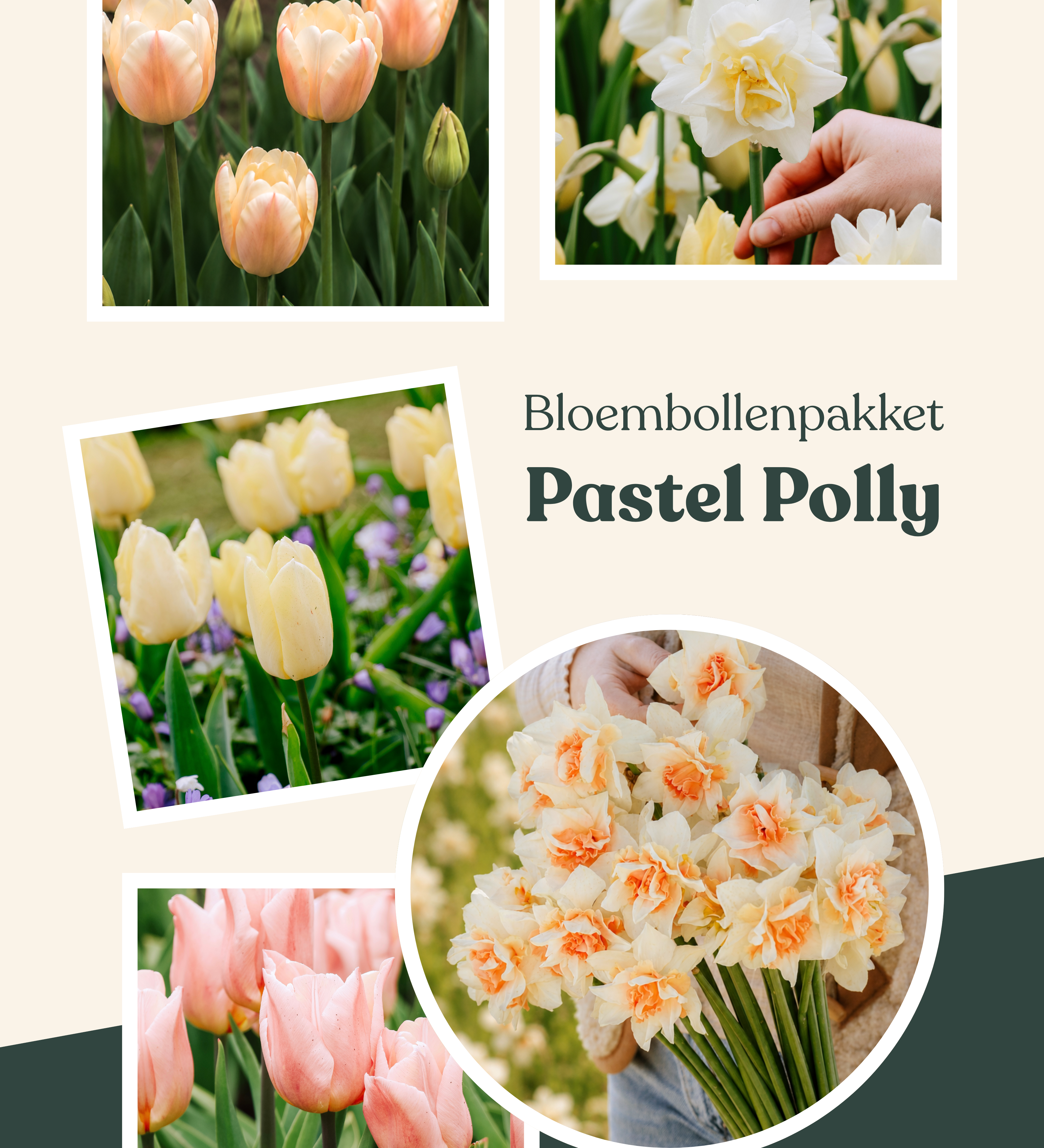 Bloembollenpakket Pastel Polly