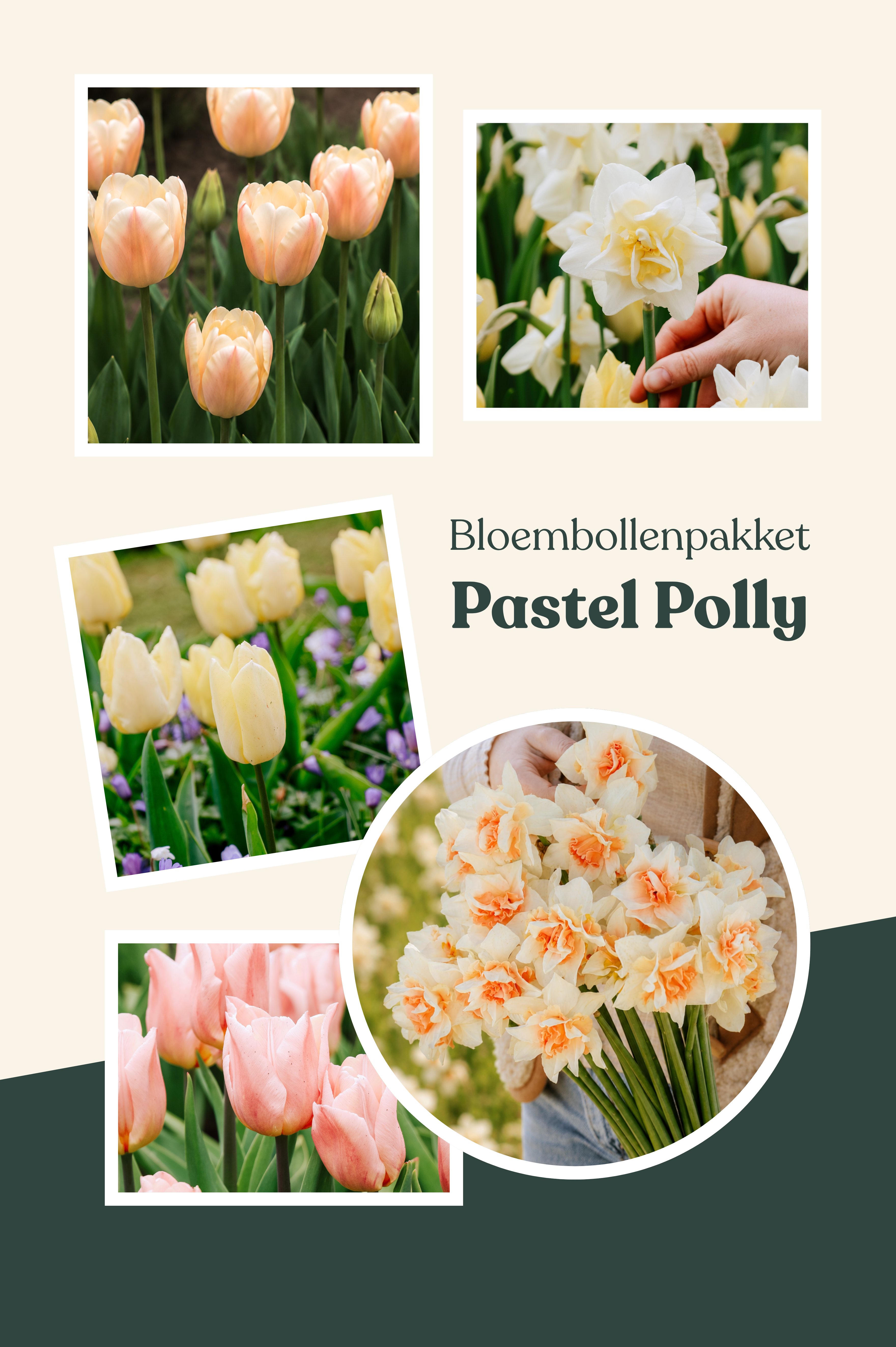 Bloembollenpakket Pastel Polly
