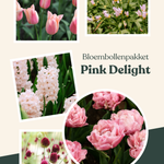 Bloembollenpakket Pink Delight