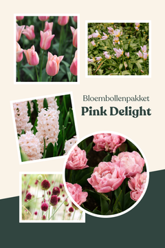Bloembollenpakket Pink Delight
