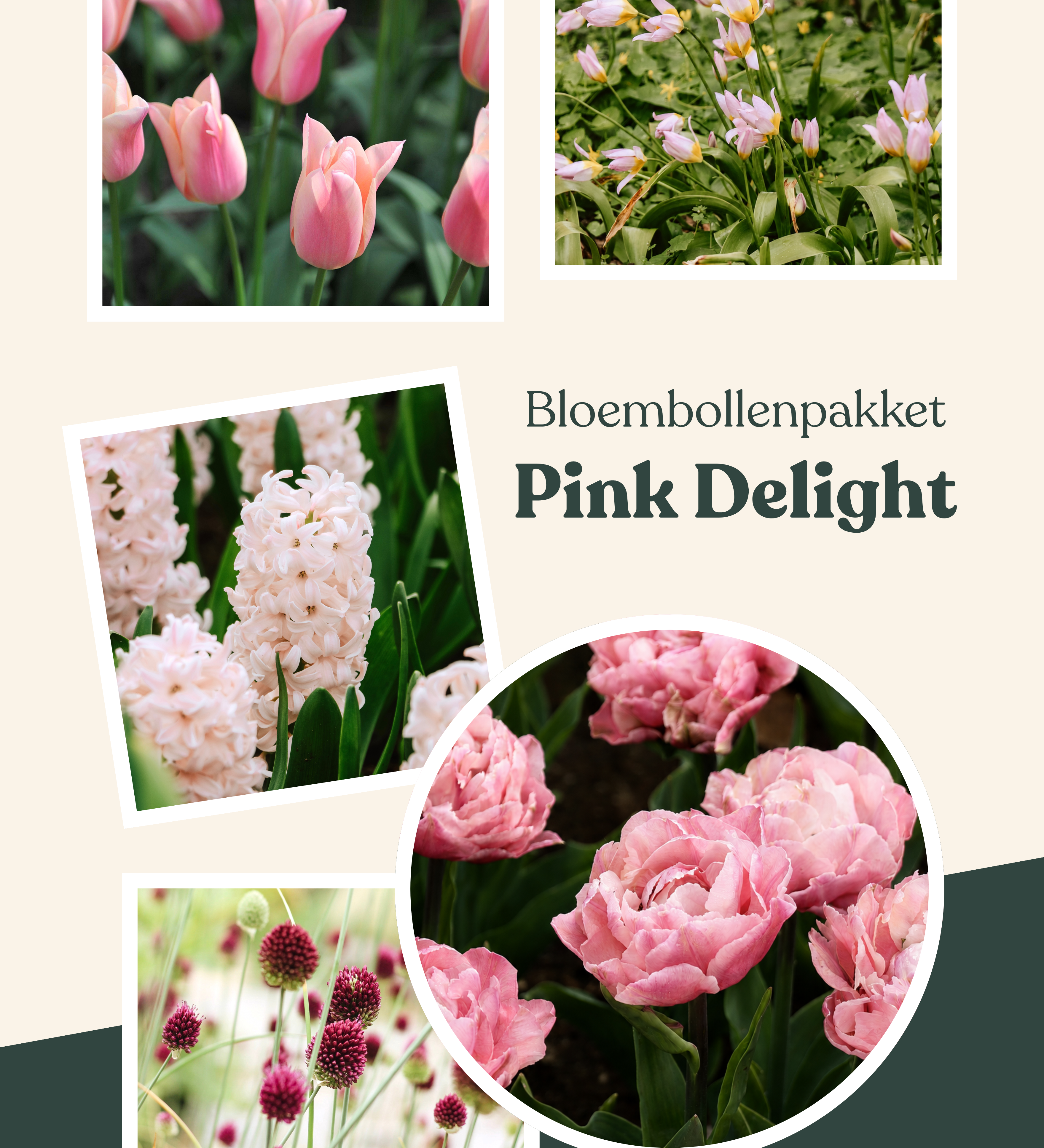 Bloembollenpakket Pink Delight