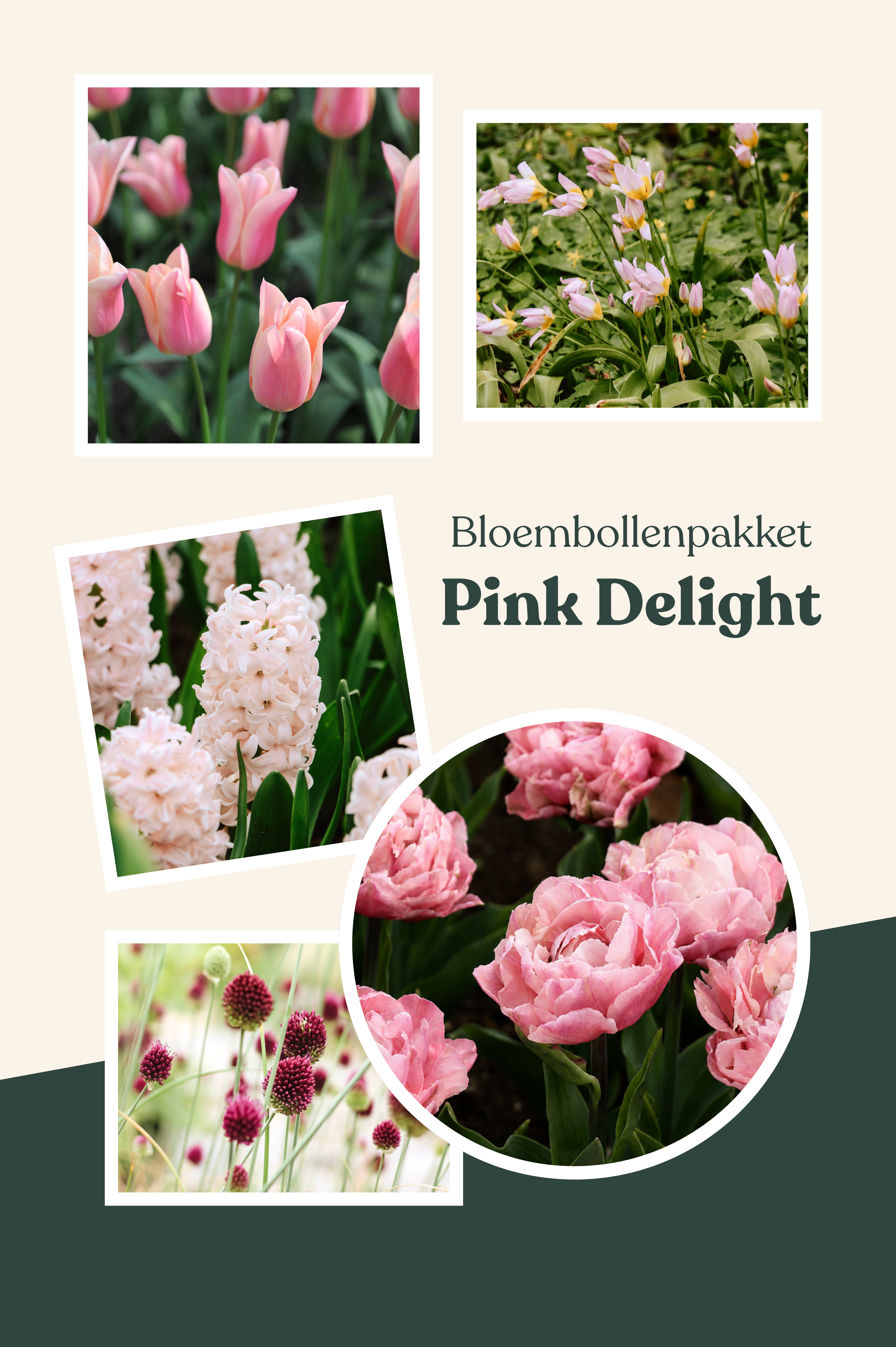 Bloembollenpakket Pink Delight