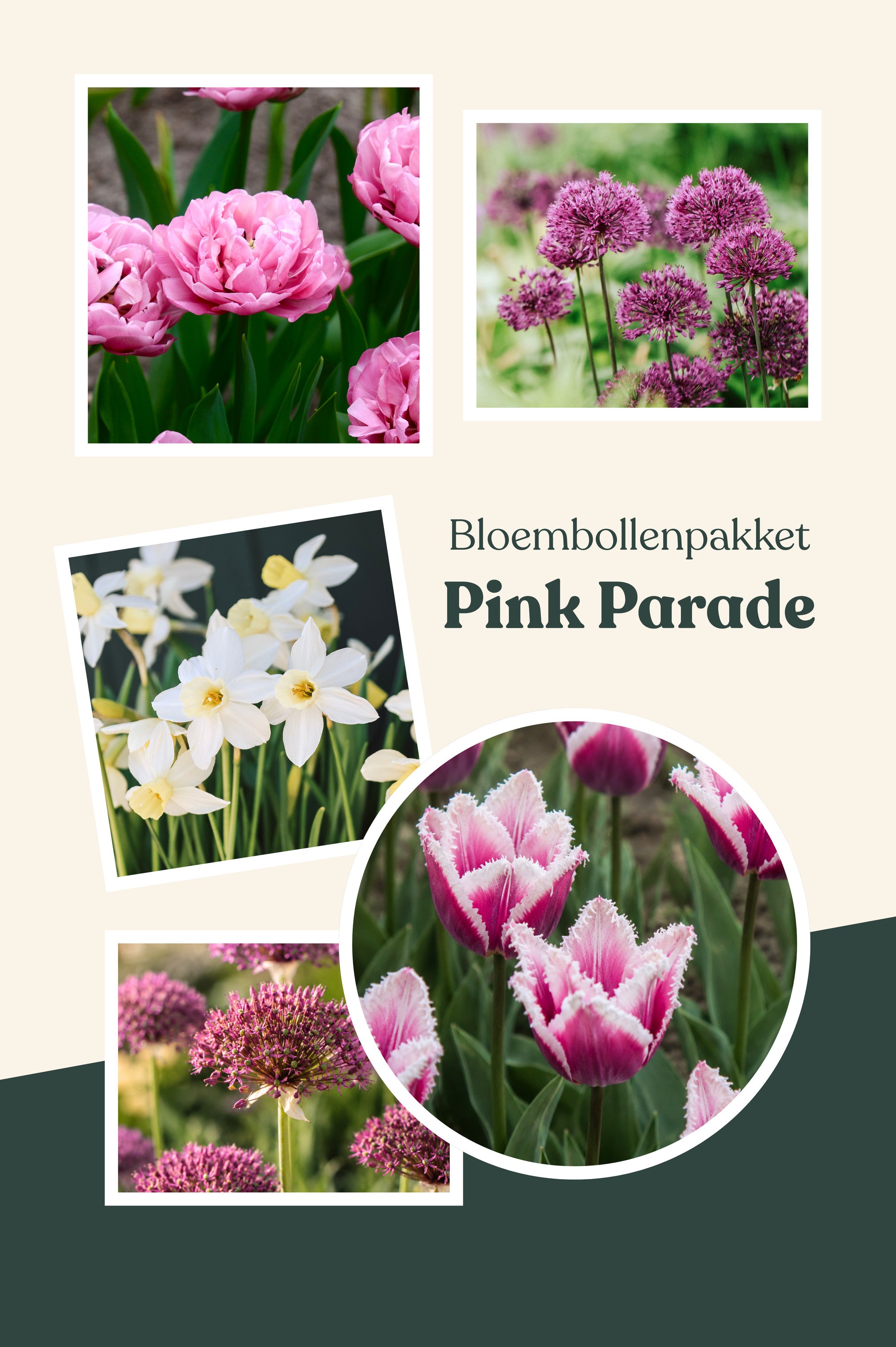 Bloembollenpakket Pink Parade