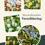 Bloembollenpakket Verwildering