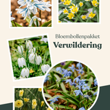 Bloembollenpakket Verwildering
