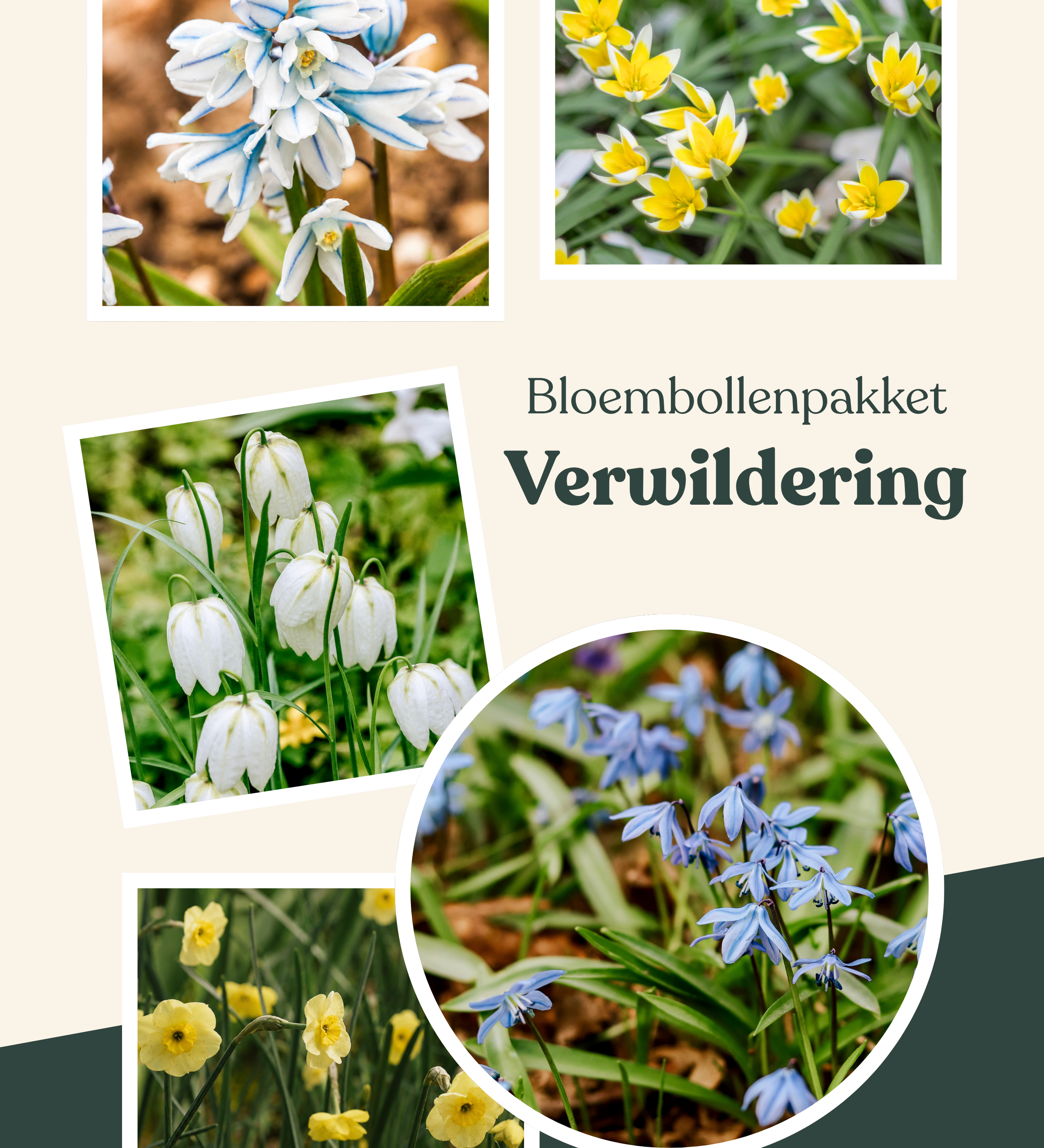 Bloembollenpakket Verwildering
