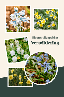 Bloembollenpakket Verwildering