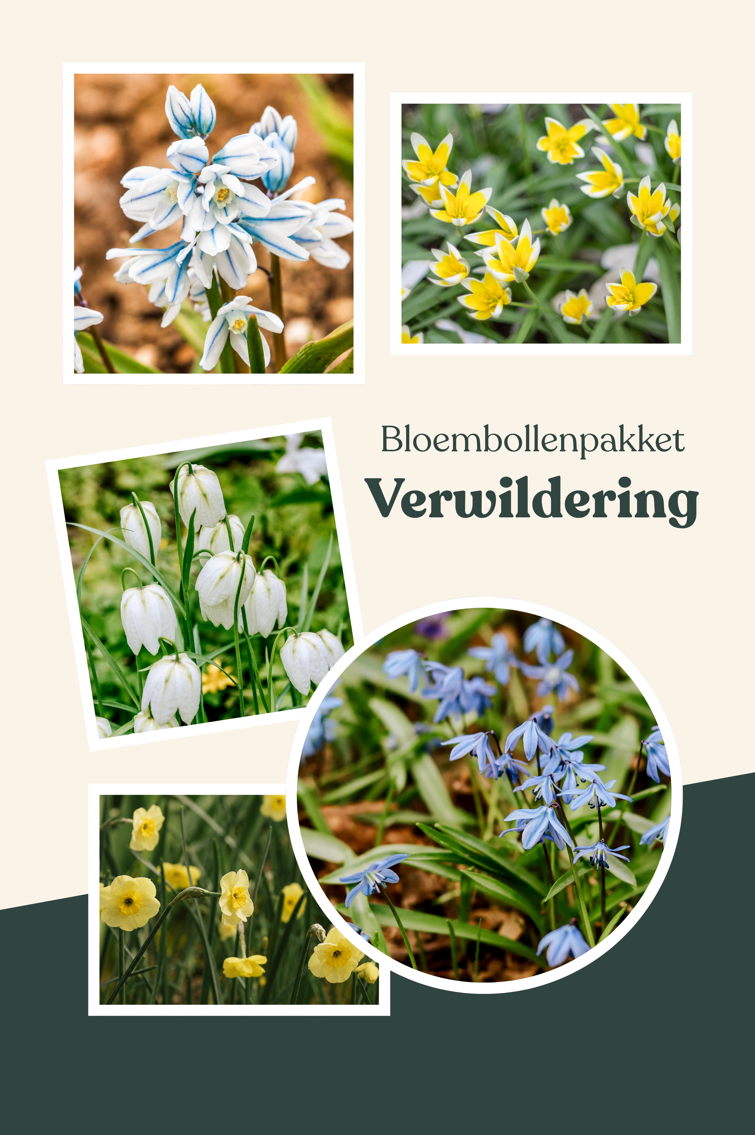 Bloembollenpakket Verwildering