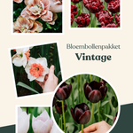 Bloembollenpakket Vintage