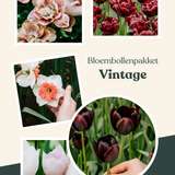 Bloembollenpakket Vintage