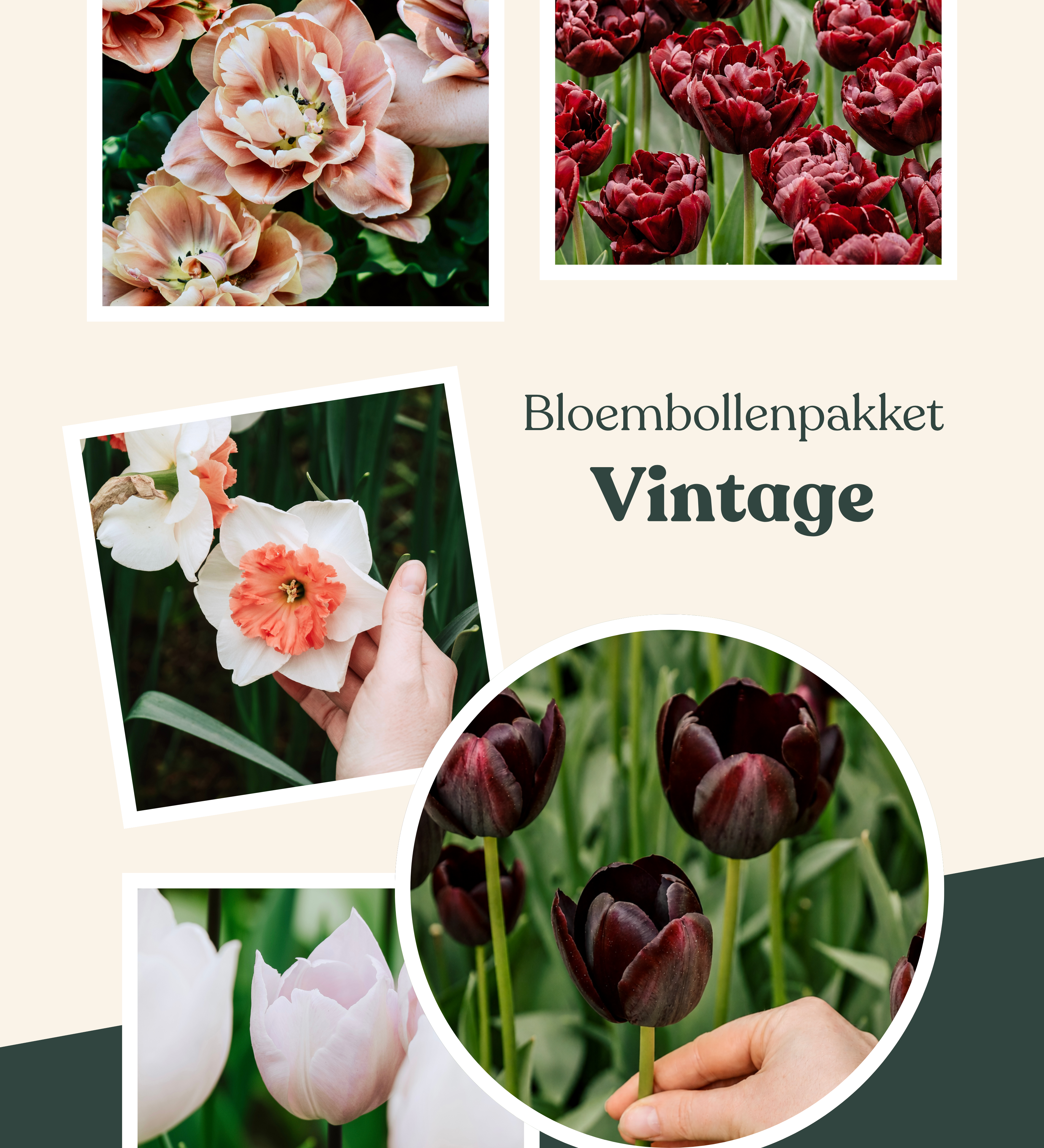 Bloembollenpakket Vintage