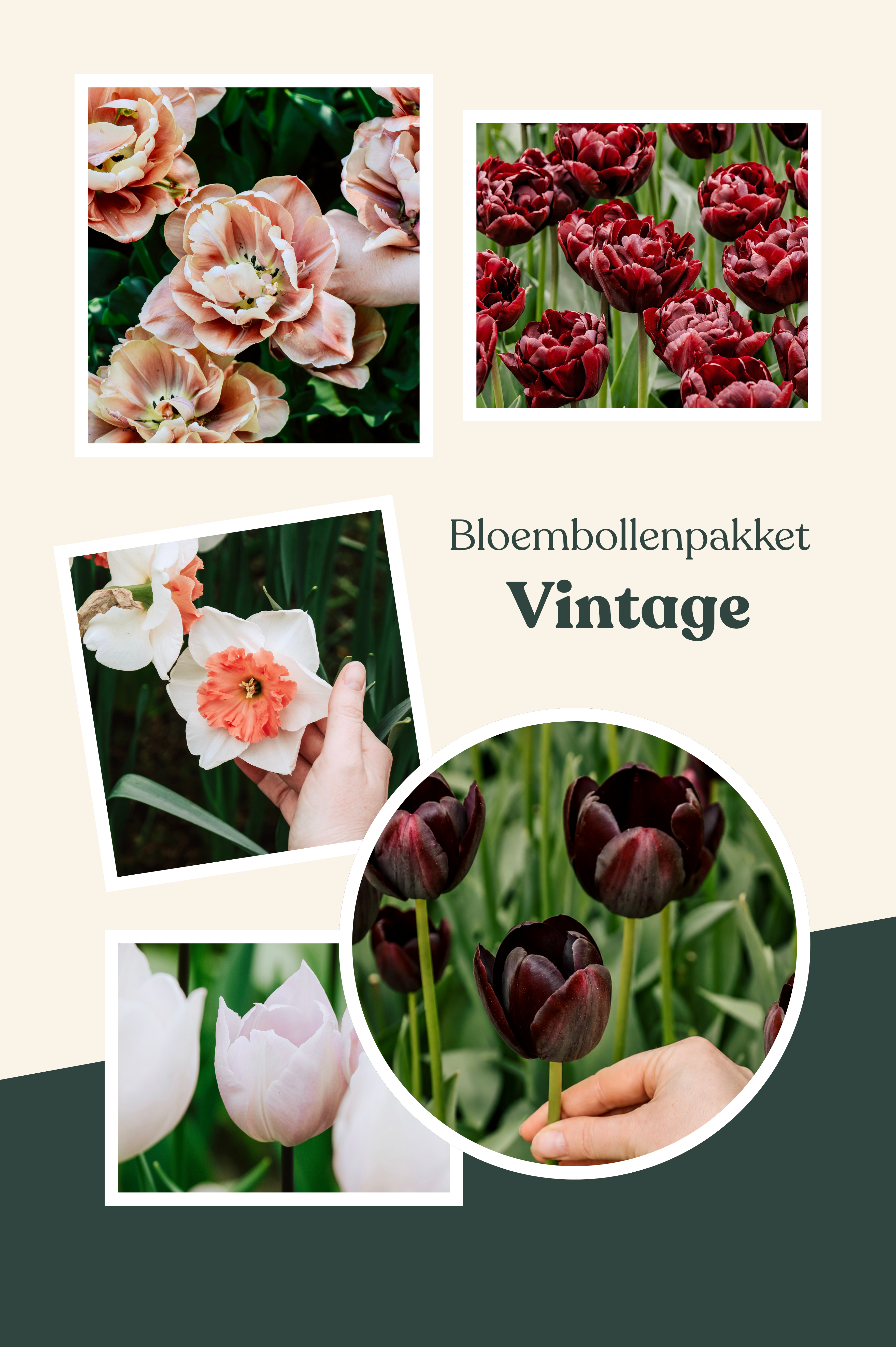 Bloembollenpakket Vintage