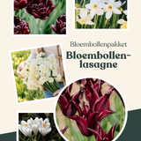 Bloembollenpakket bloembollenlasagne