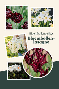 Bloembollenpakket bloembollenlasagne