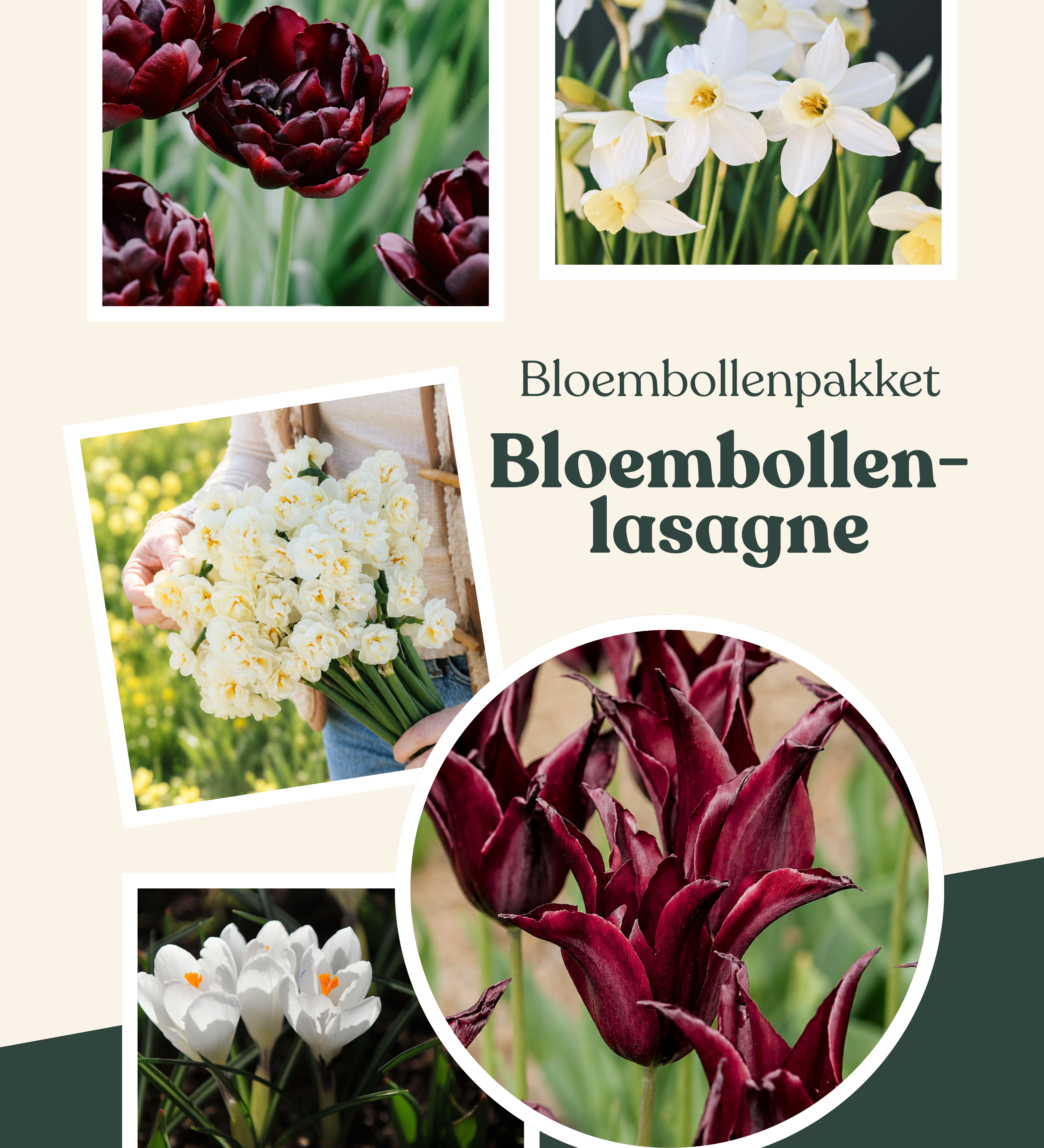 Bloembollenpakket bloembollenlasagne