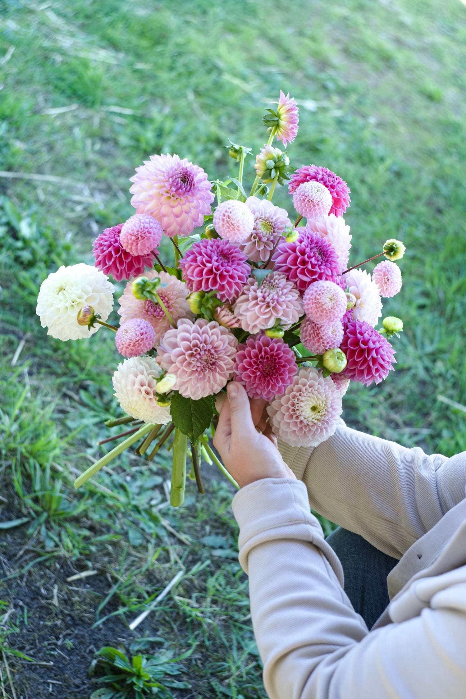 Dahliapakket: Bridal Pink