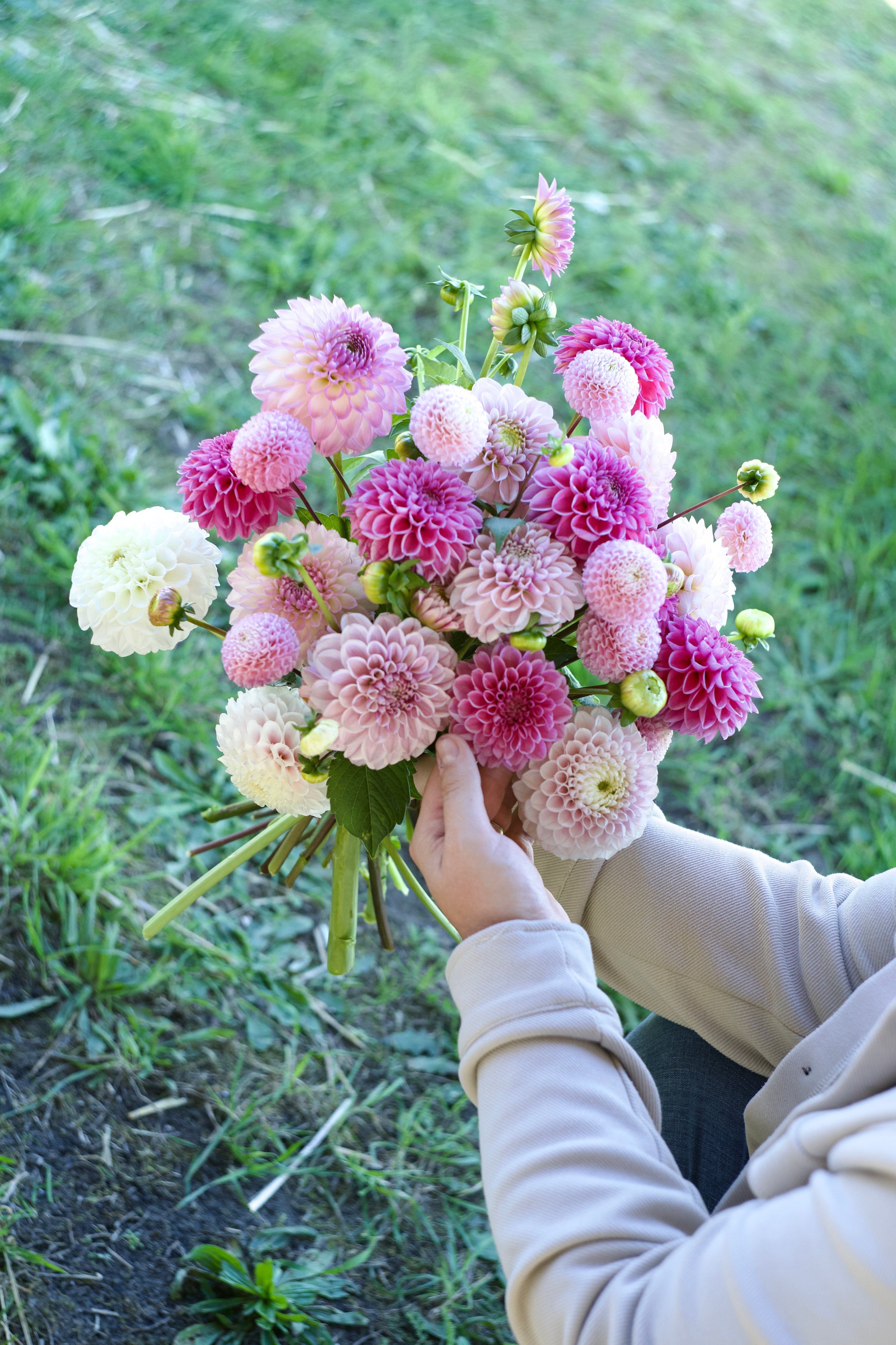 Dahliapakket: Bridal Pink