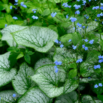 Brunnera macrophylla 'Jack Frost' - kaukasisch vergeet-mij-nietje vaste plant