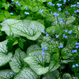 Brunnera macrophylla 'Jack Frost' - kaukasisch vergeet-mij-nietje vaste plant