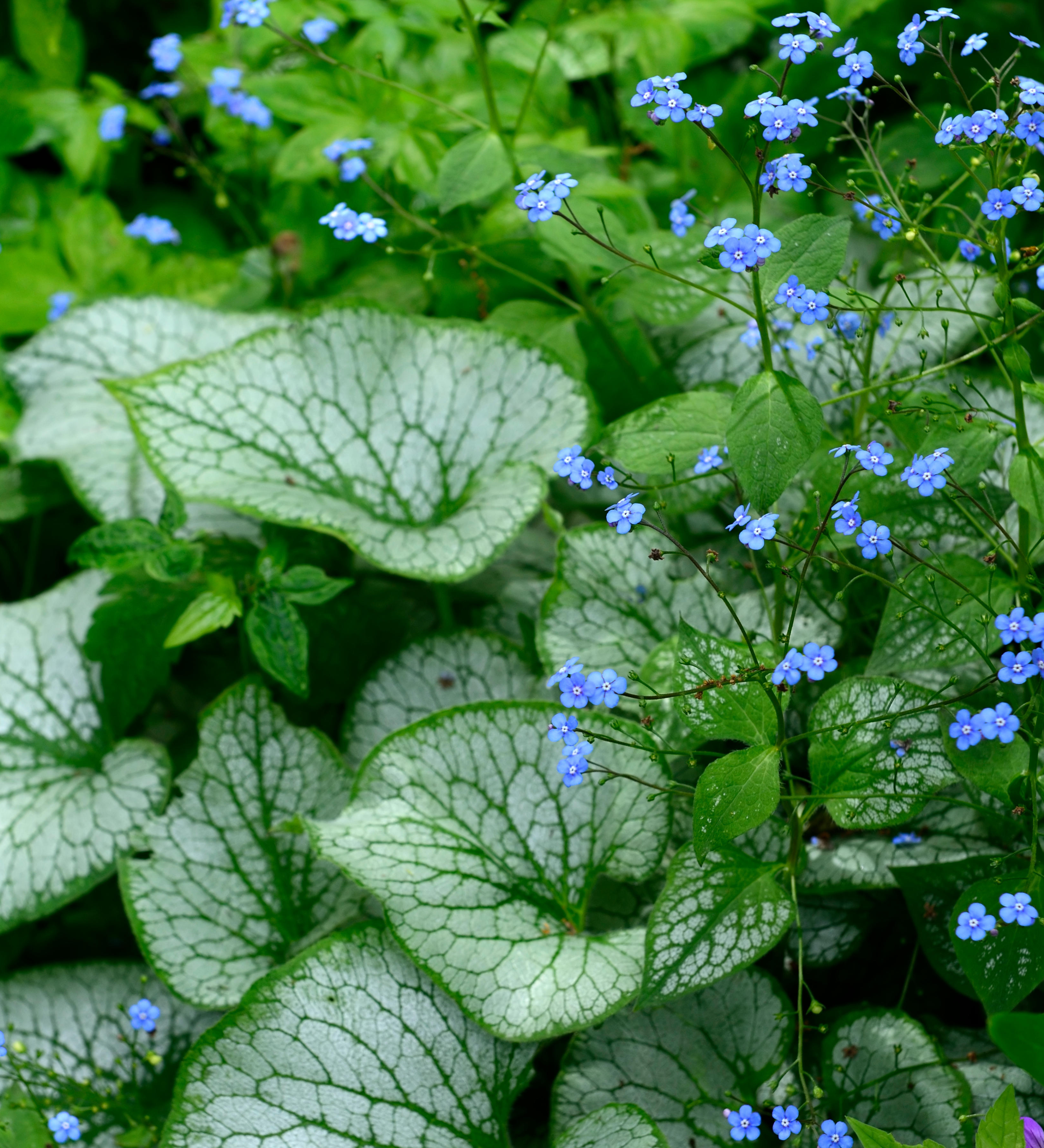 Brunnera macrophylla 'Jack Frost' - kaukasisch vergeet-mij-nietje vaste plant