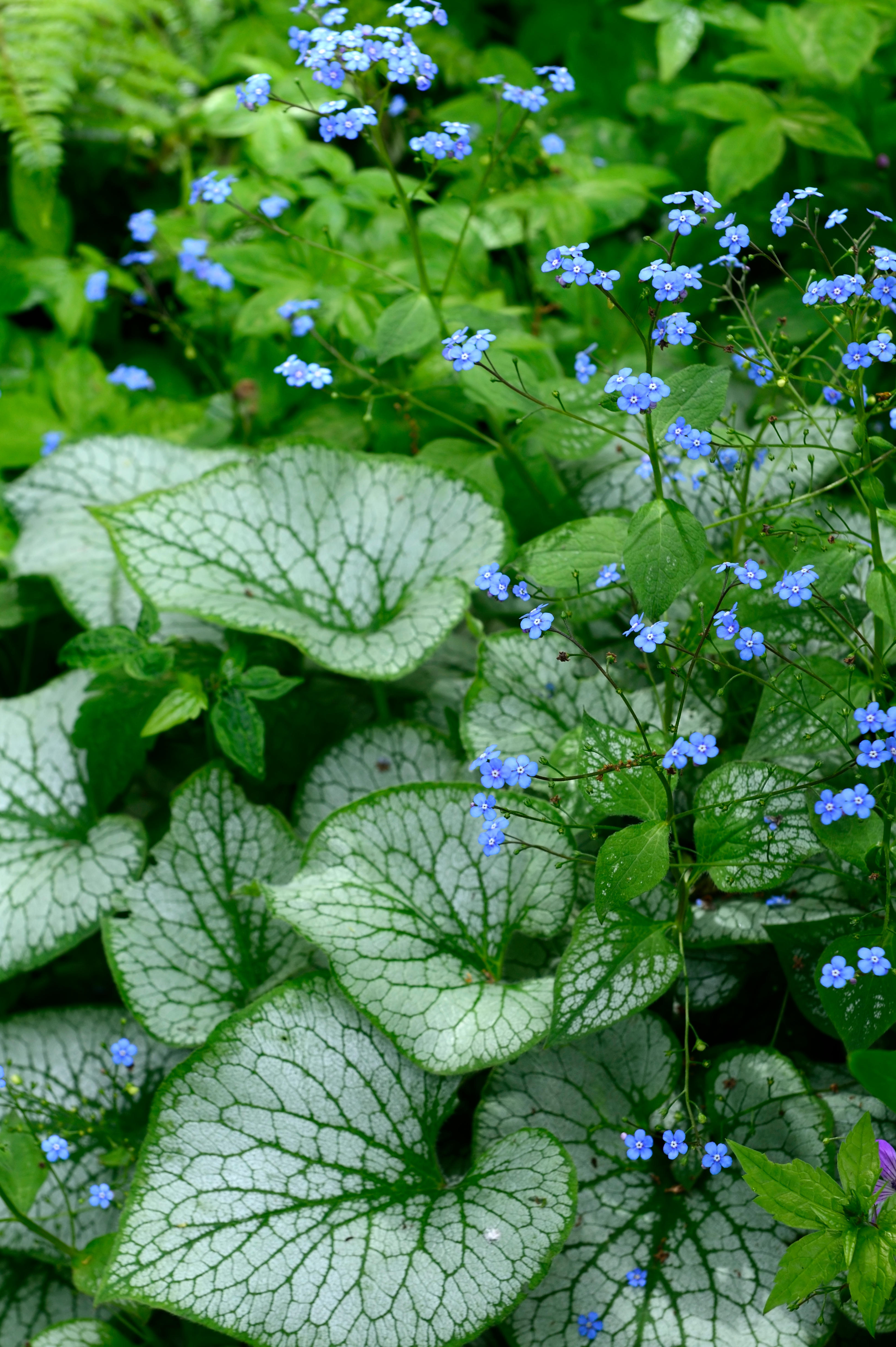 Brunnera macrophylla 'Jack Frost' - kaukasisch vergeet-mij-nietje vaste plant