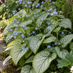 Brunnera macrophylla ‘Jack of Diamonds’