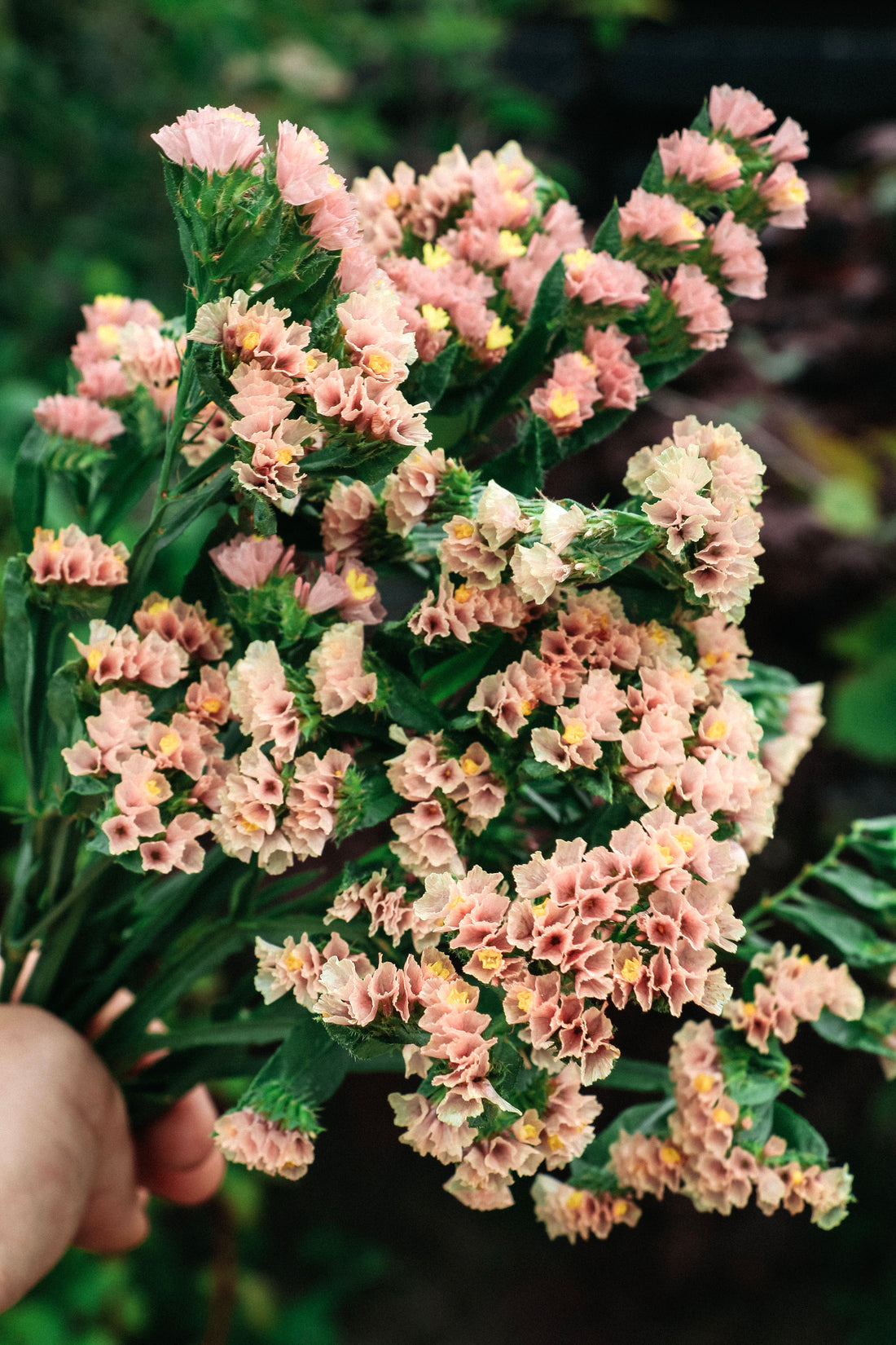 Limonium sinuatum &