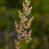 Calamagrostis arundinacea / Anemanthele