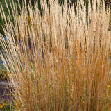 Calamagrostis acutiflora 'Karl Foerster'