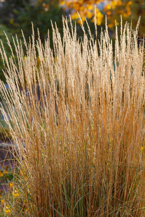Calamagrostis acutiflora 'Karl Foerster'