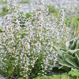 Calamintha nepeta