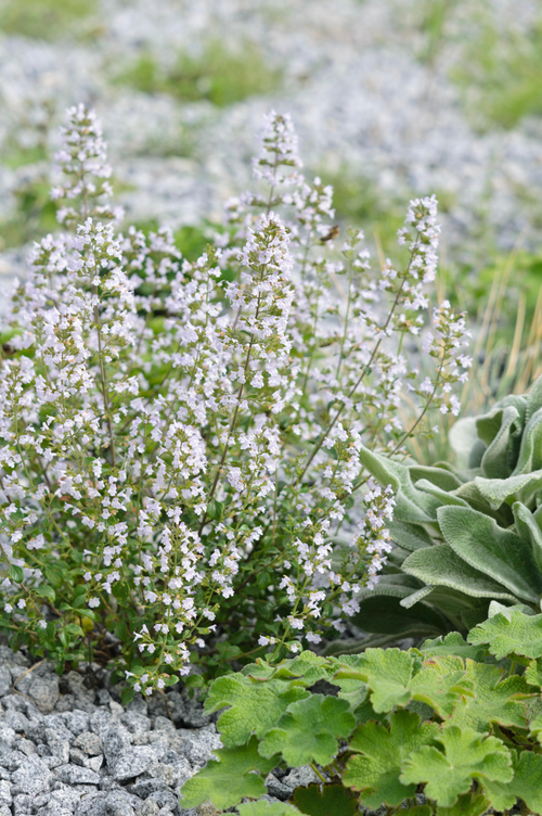 Calamintha nepeta