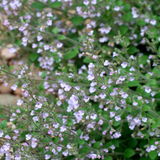 Calamintha nepeta 'Blue Cloud'