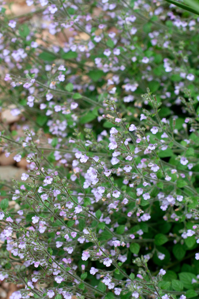Calamintha nepeta 'Blue Cloud'