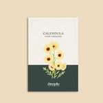 Calendula officinalis 'ivory princess'-Angelo