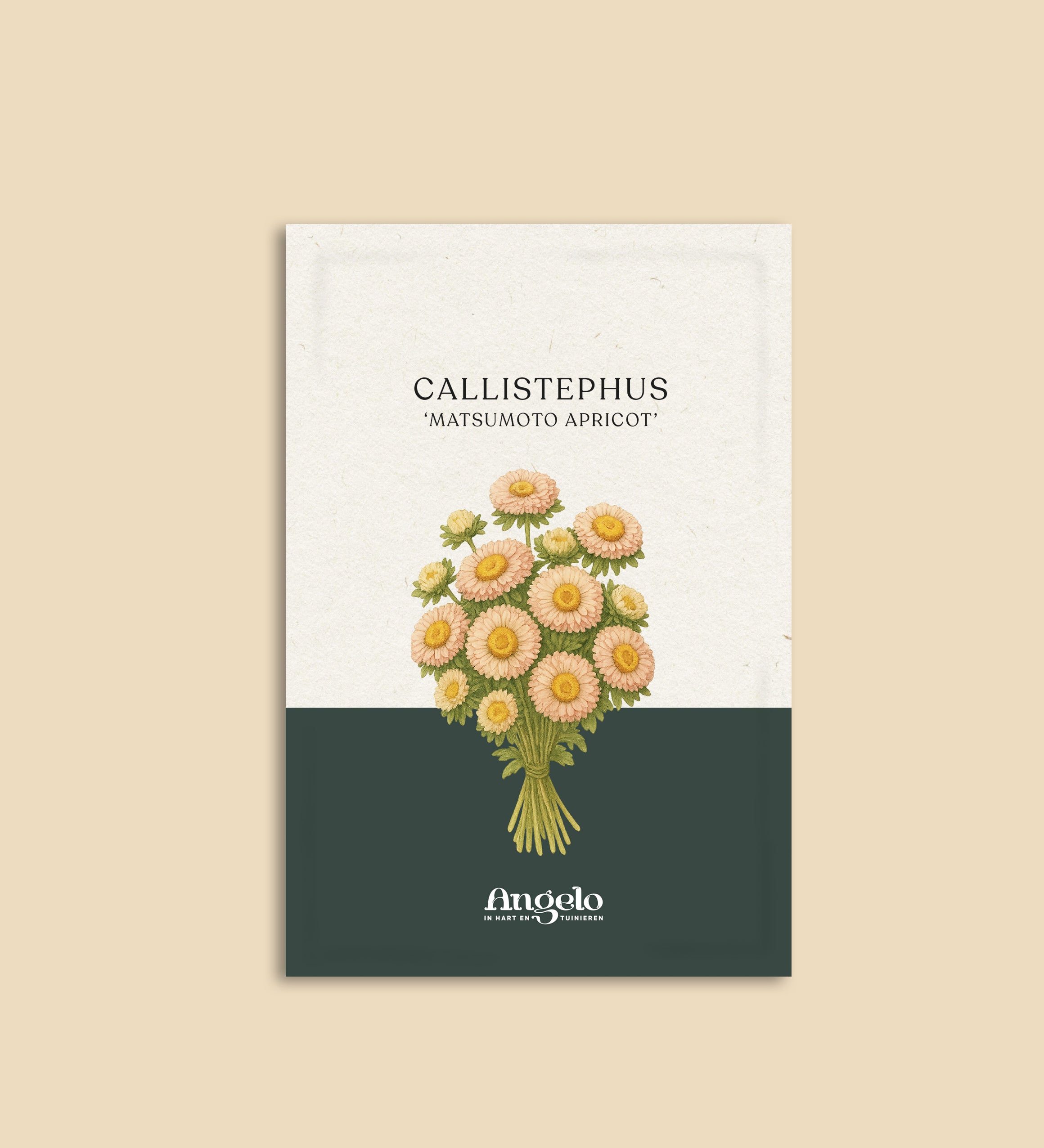Callistephus chinensis 'matsumoto apricot'-Angelo