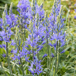 Camassia leichtlinii 'Caerulea'-Angelo