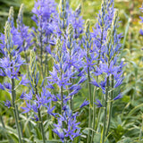 Camassia leichtlinii 'Caerulea'-Angelo