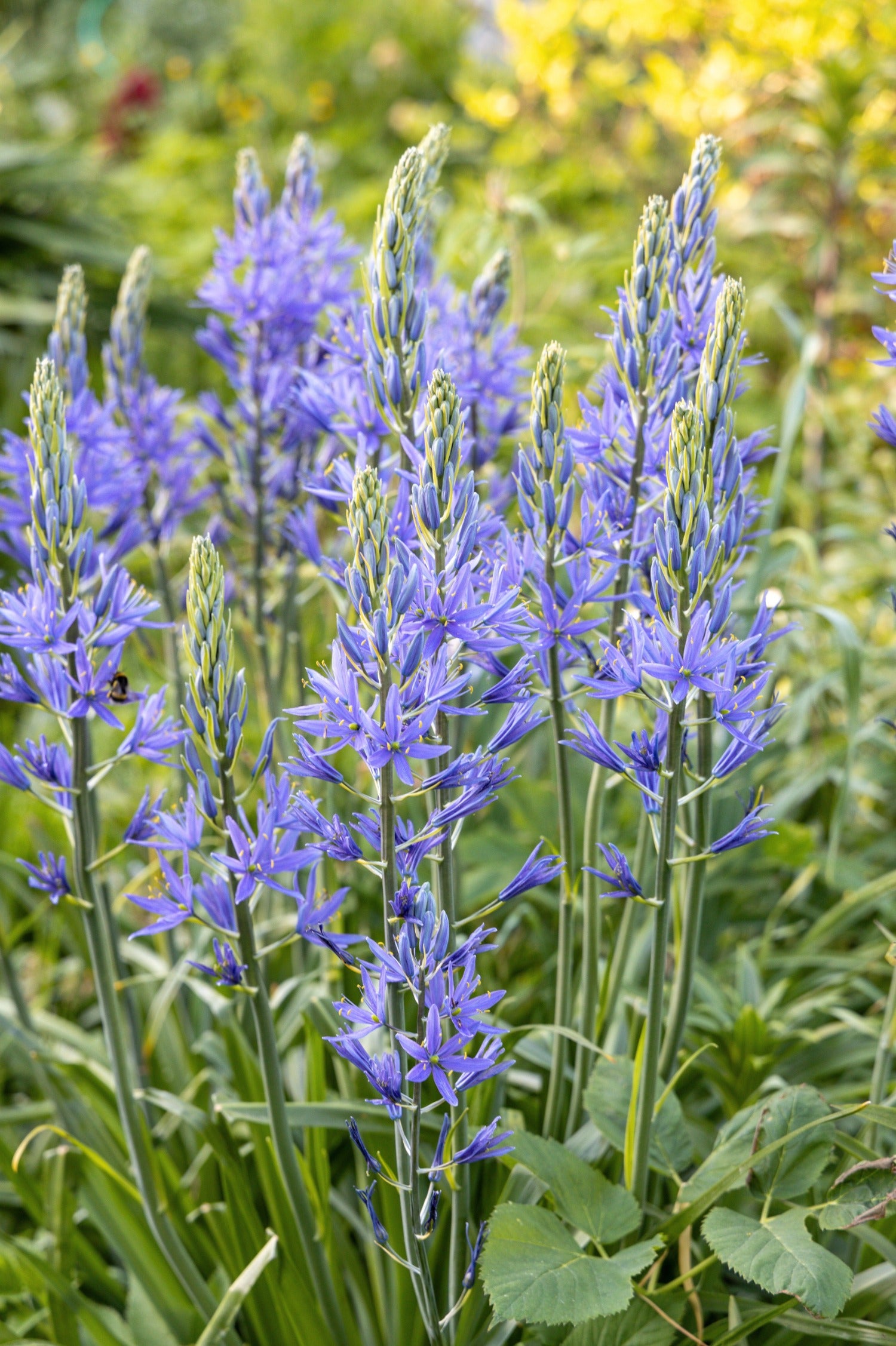 Camassia leichtlinii 'Caerulea'-Angelo