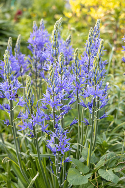 Camassia leichtlinii 'Caerulea'