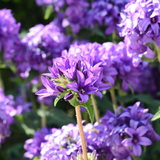 Campanula glomerata 'Caroline' - klokjesbloem vaste plant