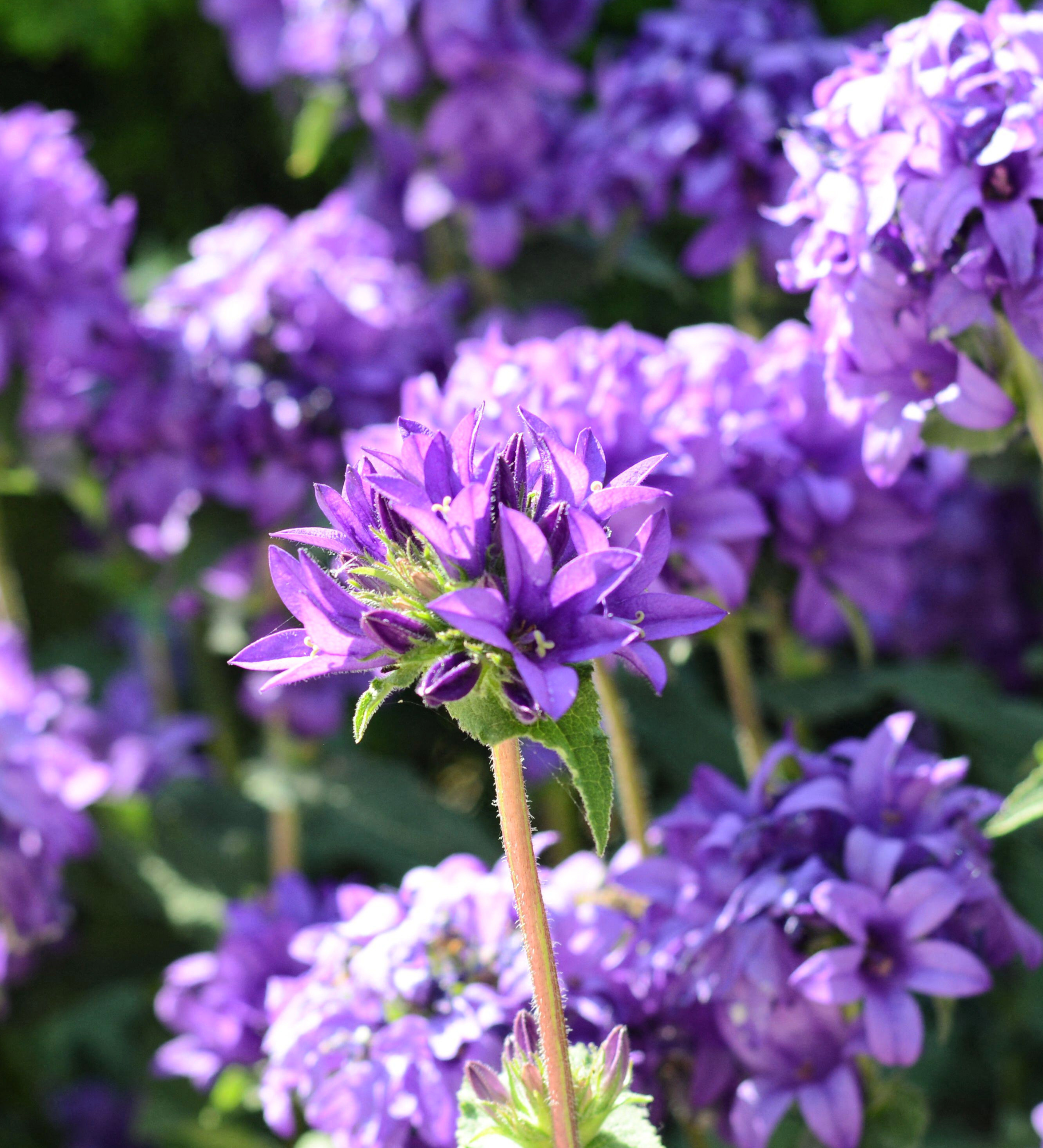Campanula glomerata 'Caroline' - klokjesbloem vaste plant