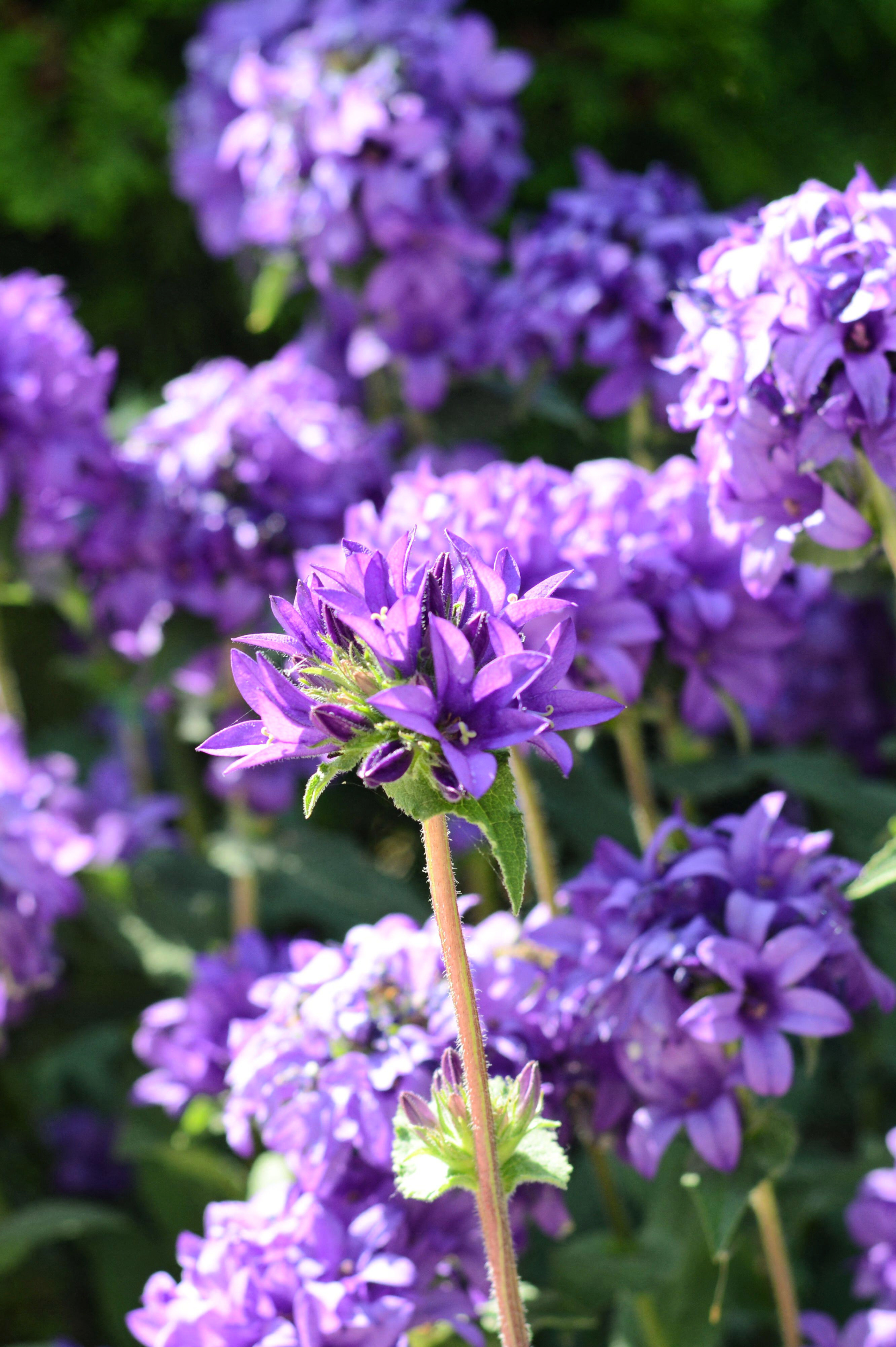 Campanula glomerata 'Caroline' - klokjesbloem vaste plant