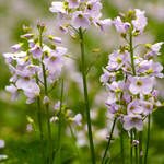 Cardamine pratensis