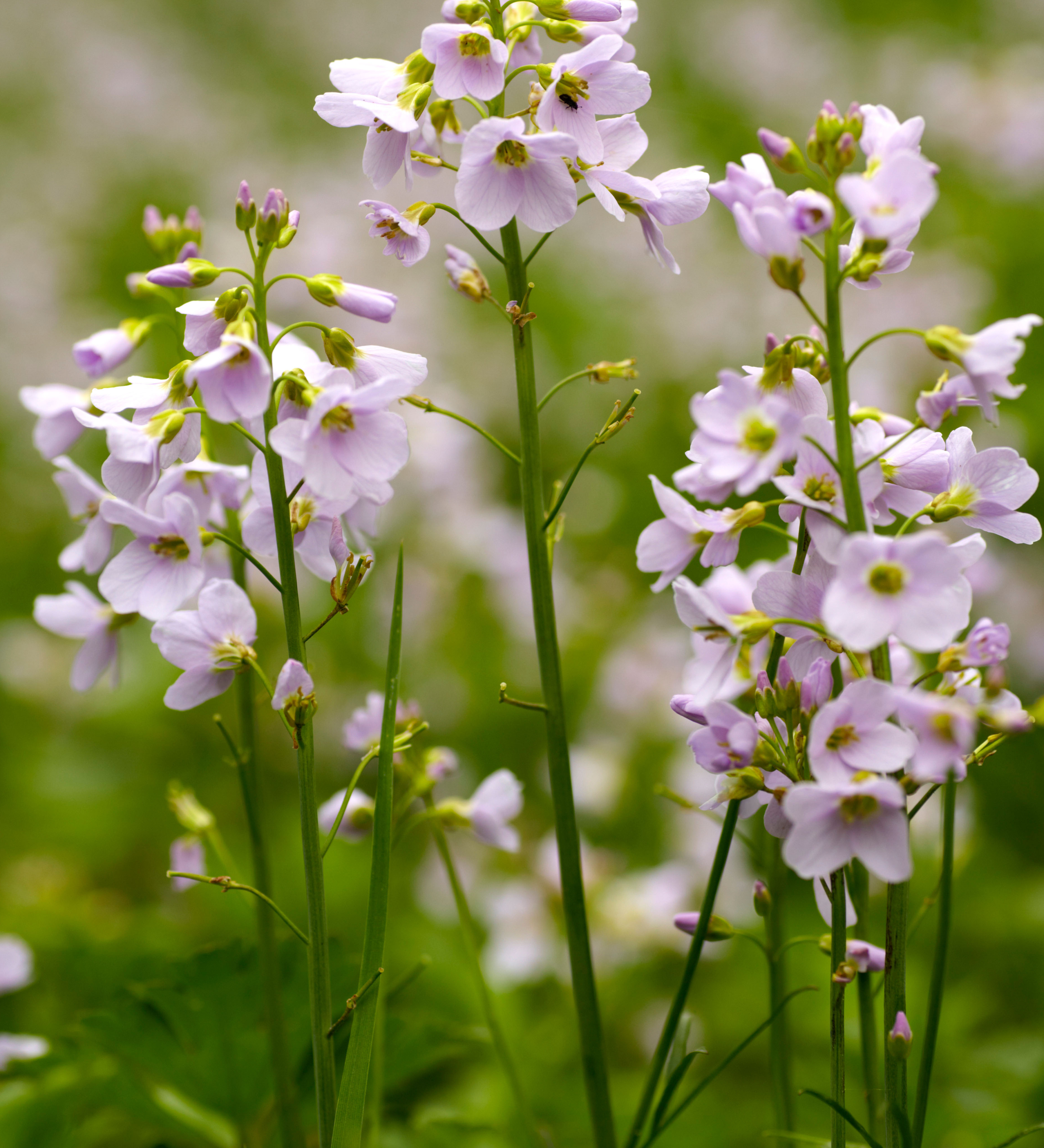 Cardamine pratensis