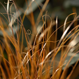Carex buchananii