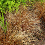 Carex buchananii 'Red Rooster' - zegge vaste plant