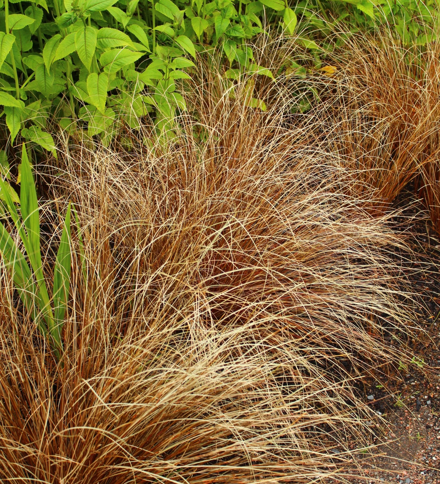 Carex buchananii 'Red Rooster' - zegge vaste plant