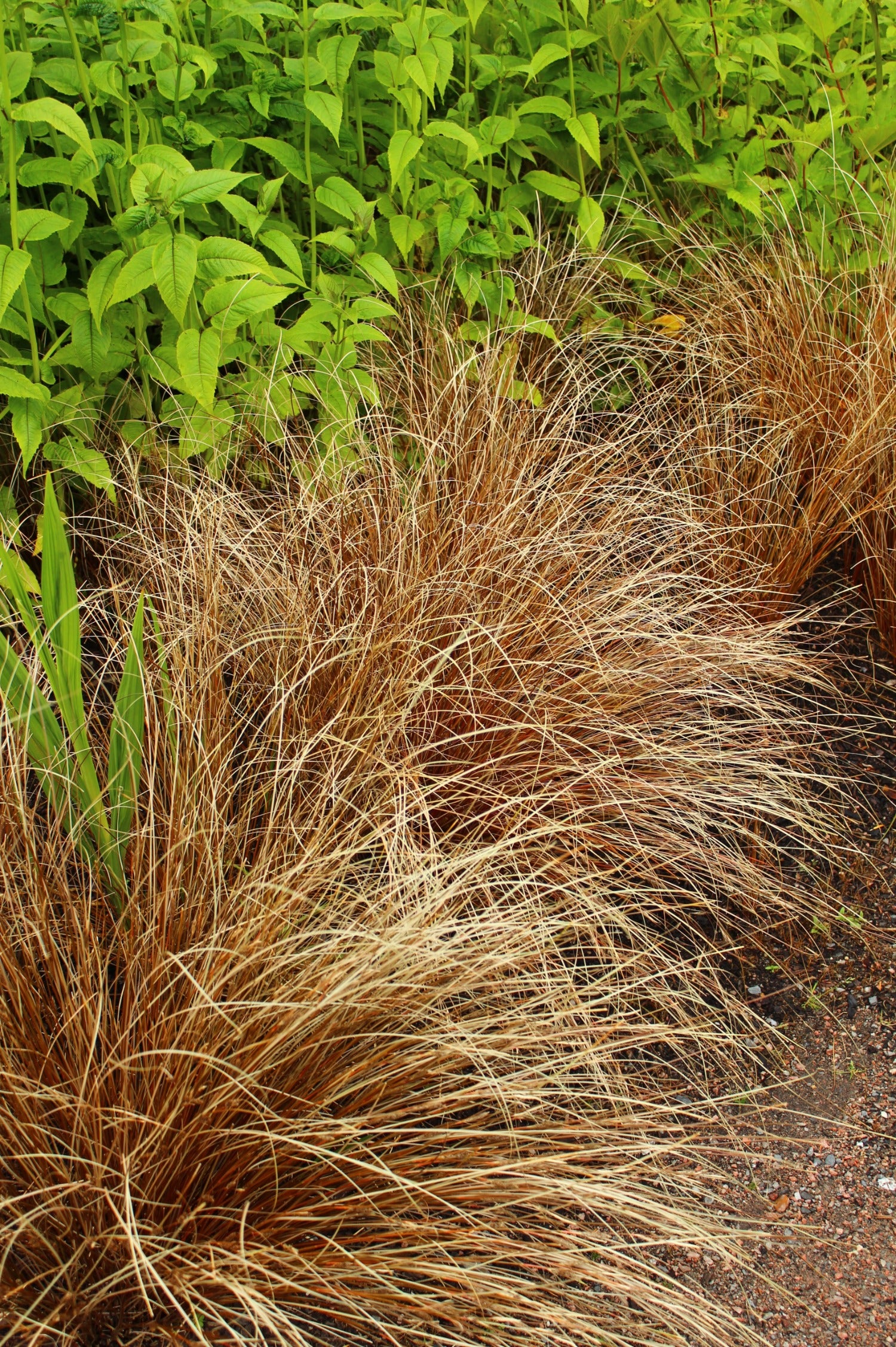 Carex buchananii 'Red Rooster' - zegge vaste plant