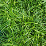 Carex oshimensis 'Evergreen'